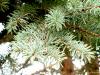Picea pungens